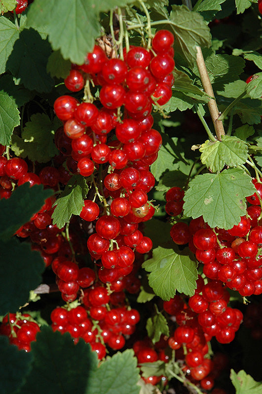 Currant 'Red Lake'