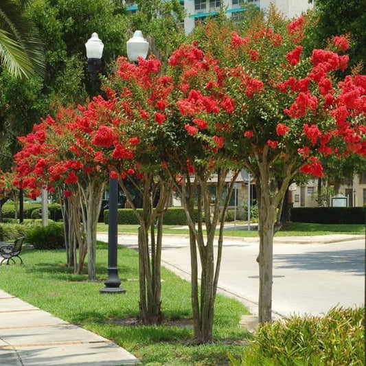 Crepe Myrtle 'Rubra'