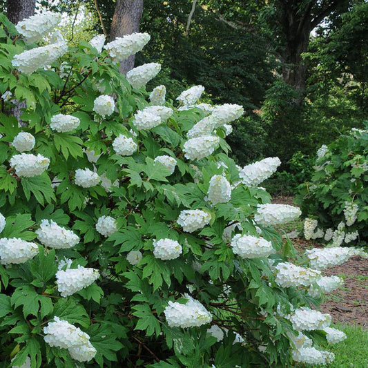 Hydrangea Oakleaf 'Snow Queen'