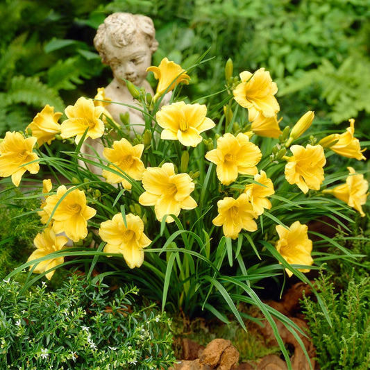 Daylily 'Stella de Oro'
