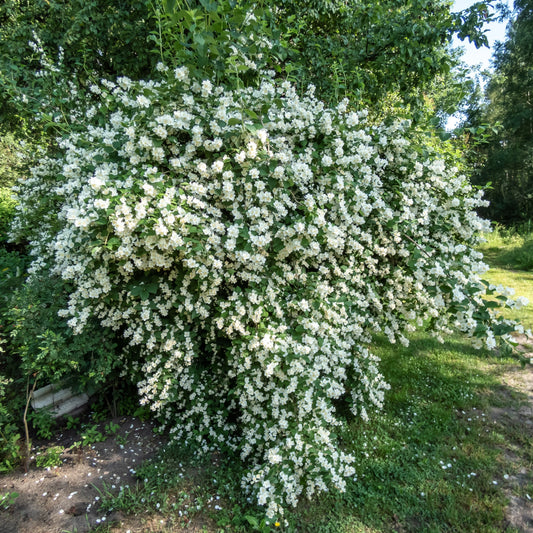Mockorange 'Sweet'