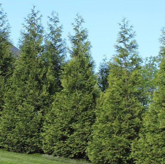 Arborvitae 'Green Giant'