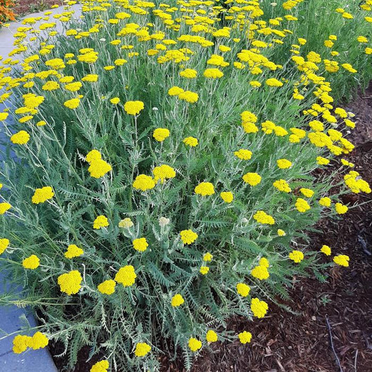 Yarrow 'Gold'