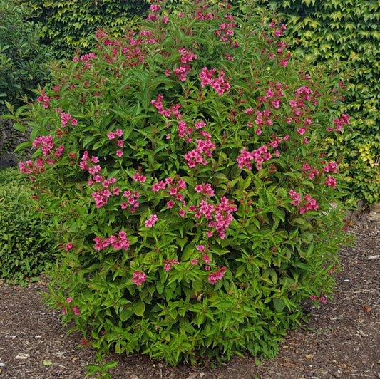 Weigela 'Cardinal Red'