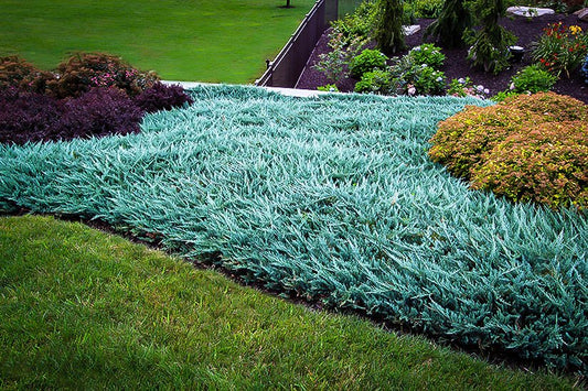 Juniper 'Blue Rug'