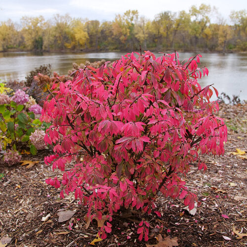 Burning Bush