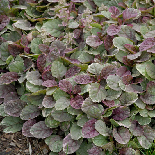 Ajuga 'Burgundy Glow'