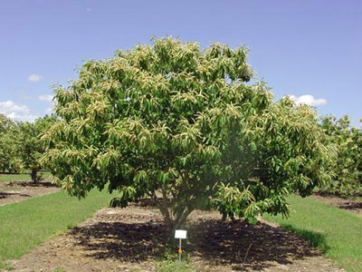 Chestnut 'Dunstan'