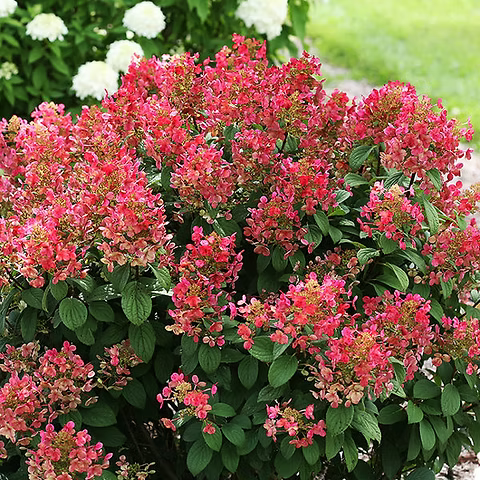Hydrangea 'Quick Fire'