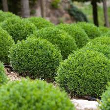 Boxwood 'Green Velvet'