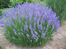 Lavender 'Grosso'