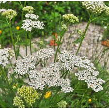 Yarrow 'White'