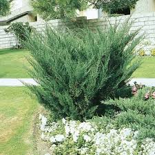 Juniper 'Sea Green'