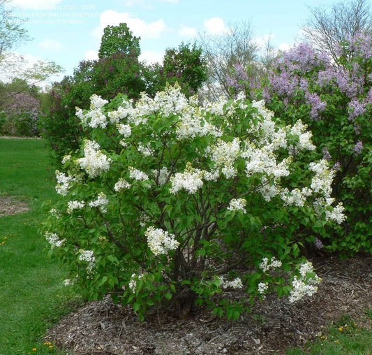 Lilac 'Betsy Ross'