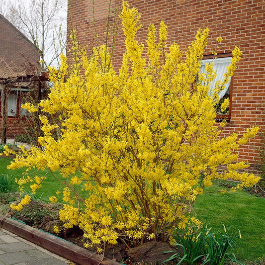 Forsythia 'Lynwood Gold'