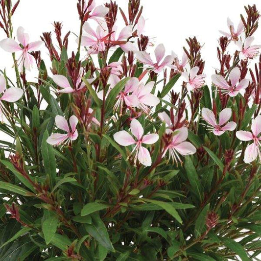 Gaura 'Blush Pink'