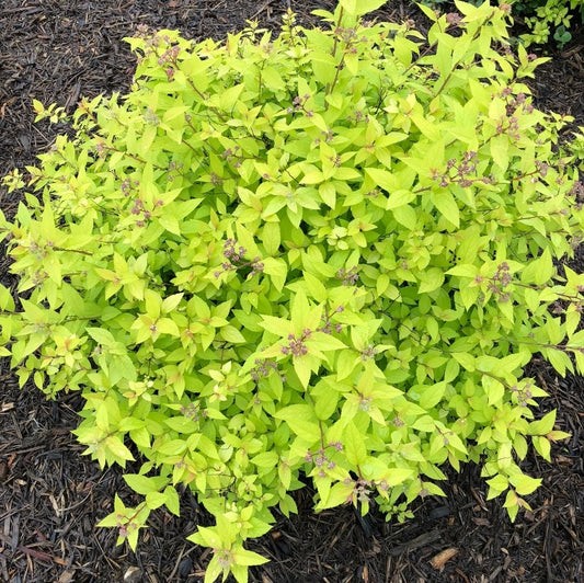 Spirea 'Goldmound'