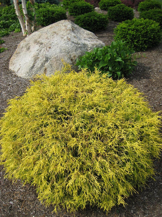 Cypress 'Gold Mop'