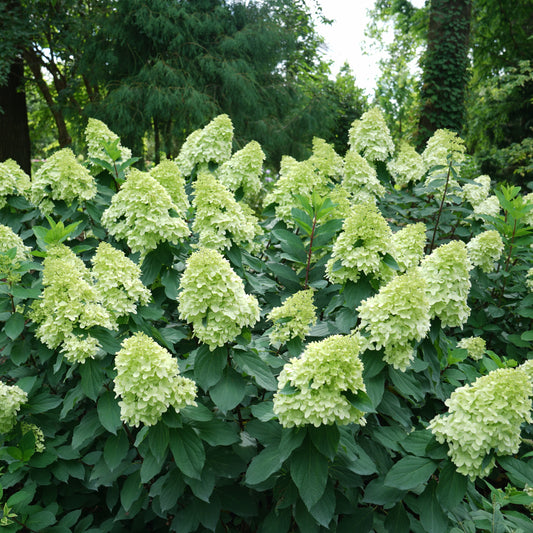 Hydrangea 'Limelight Improved'