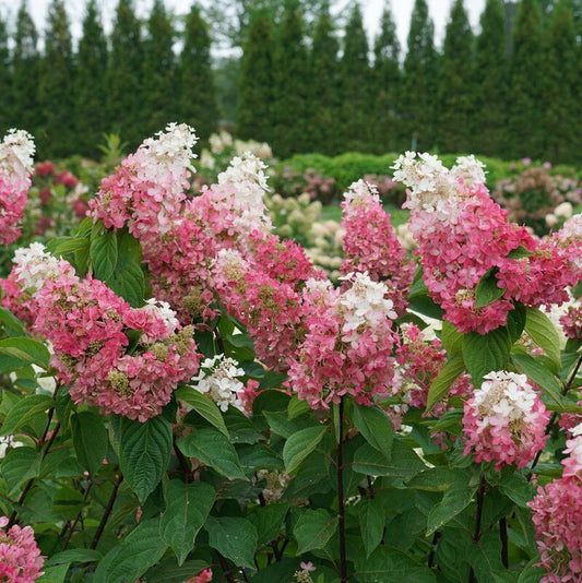 Hydrangea 'Pinky'