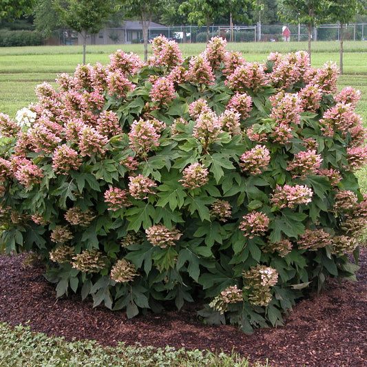Hydrangea Oakleaf 'Munchkin'