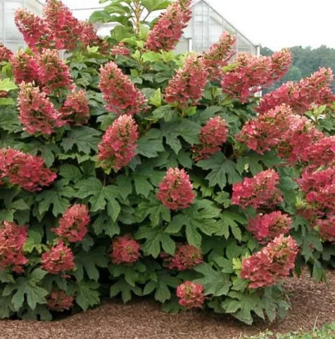 Hydrangea Oakleaf 'Ruby Slippers'