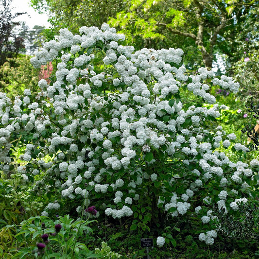 Viburnum 'Doublefile' 'Japanese Snowball'