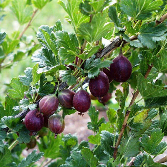 Gooseberry 'Jeanne'
