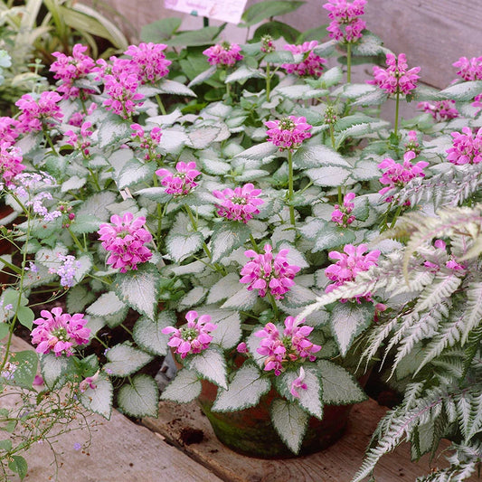 Lamium 'Purple Dragon'