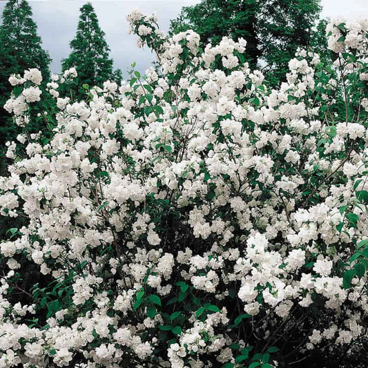 Mockorange 'Minnesota Snowflake'