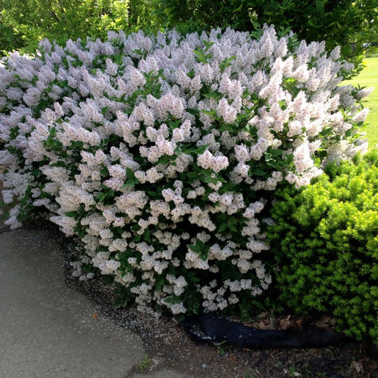 Lilac 'Miss Kim'