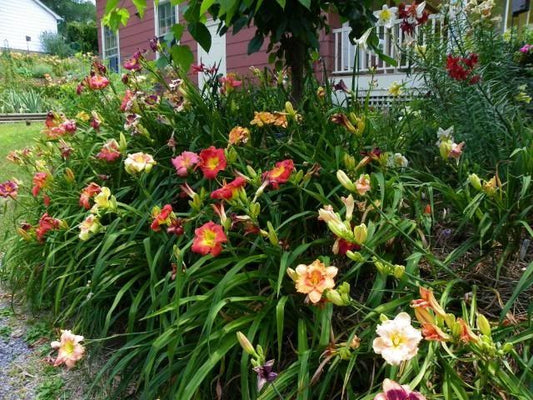 Daylily 'Unnamed-Mixed Colors'
