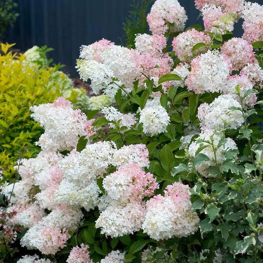 Hydrangea 'Phantom'