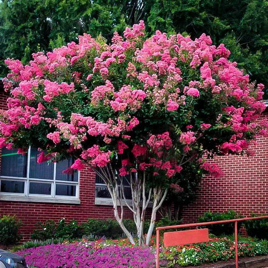Crepe Myrtle 'Rosea'