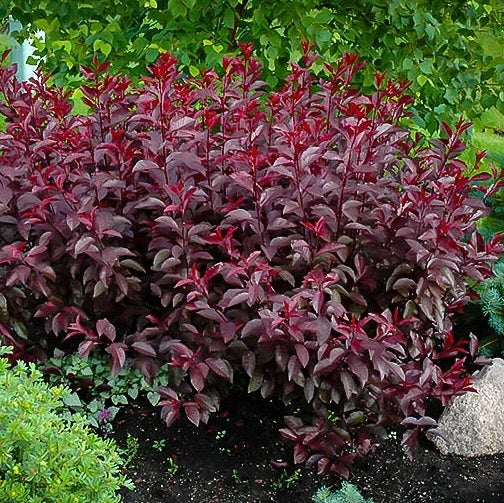 Purple Leaf Sand Cherry