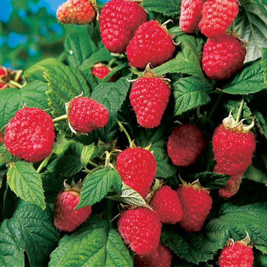 Raspberry 'Heritage'