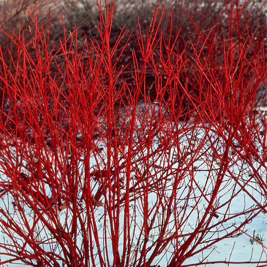 Dogwood 'Red Osier'
