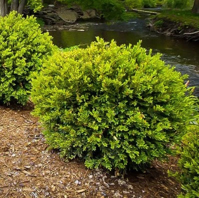 Boxwood 'Green Gem'