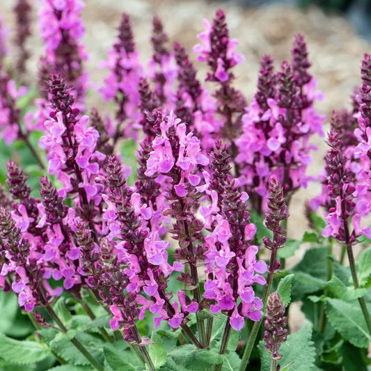 Salvia 'Rose Marvel'