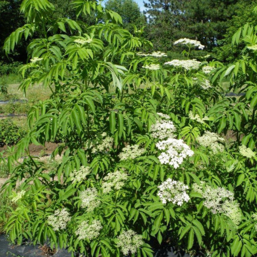 Elderberry 'Bob Gordon'