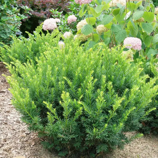 Yew 'Taxus Densiformis'