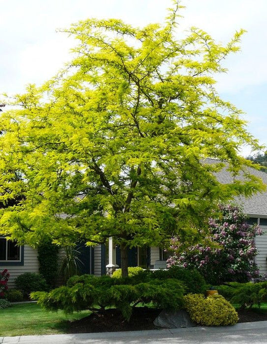 Locust 'Thornless Honey Locust'