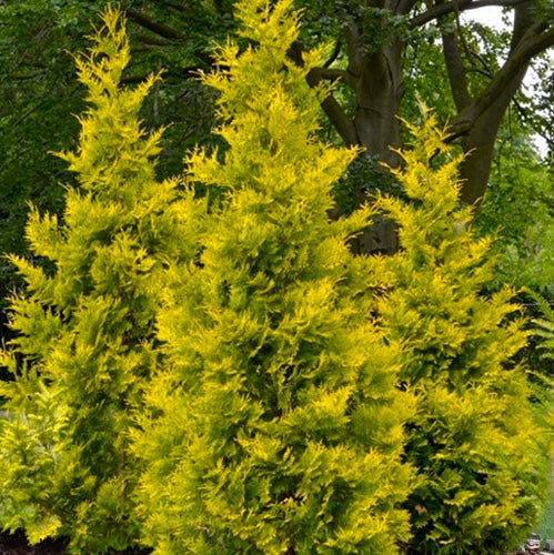 Arborvitae 'Yellow Ribbon'