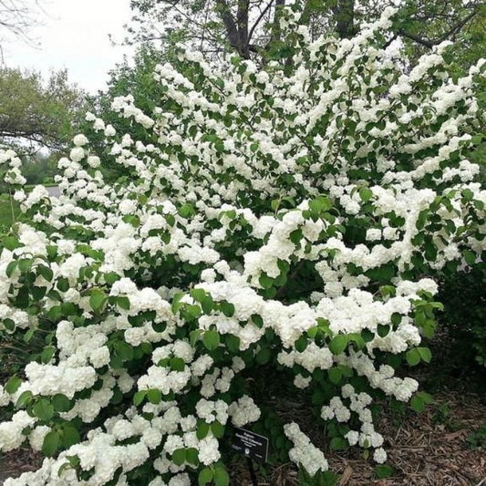 Viburnum 'Popcorn'