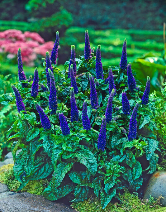Veronica 'Sunny Border Blue'