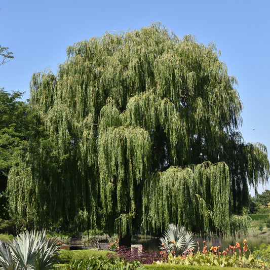 Willow 'Babylon Weeping Willow'