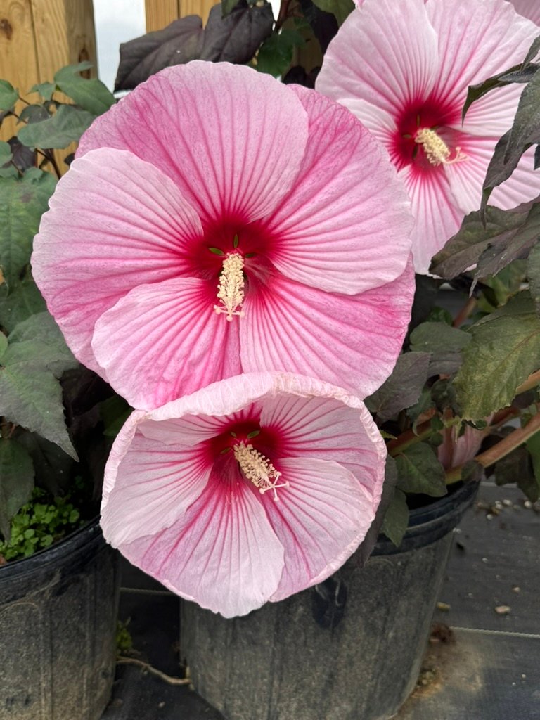 a66b5290 36e0 4e17 b65d 9092283e787f 1 105 c