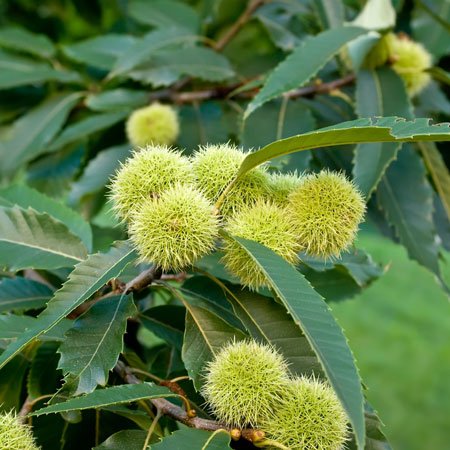 chestnut tree