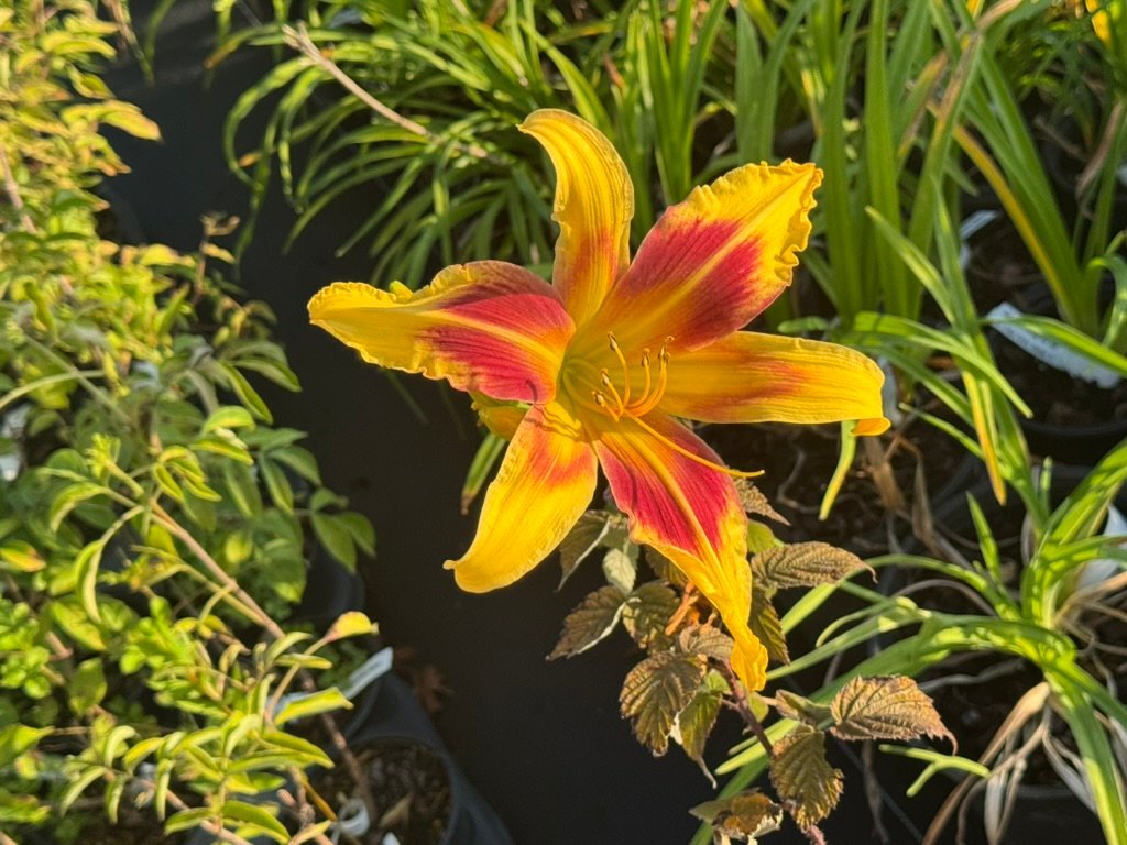 deb7ef00 9ae8 4fbe 973b 347a24aadd34 1 105 c