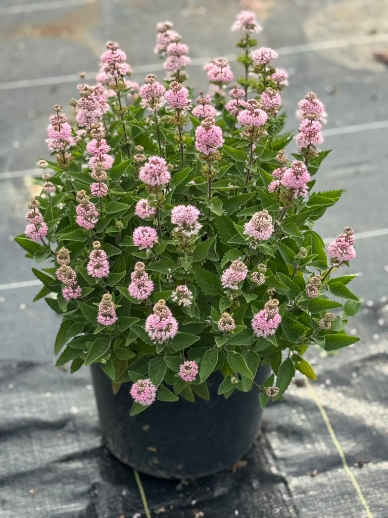 f7a65bf9 2125 4caa bda8 6110c2a55791 1 105 c